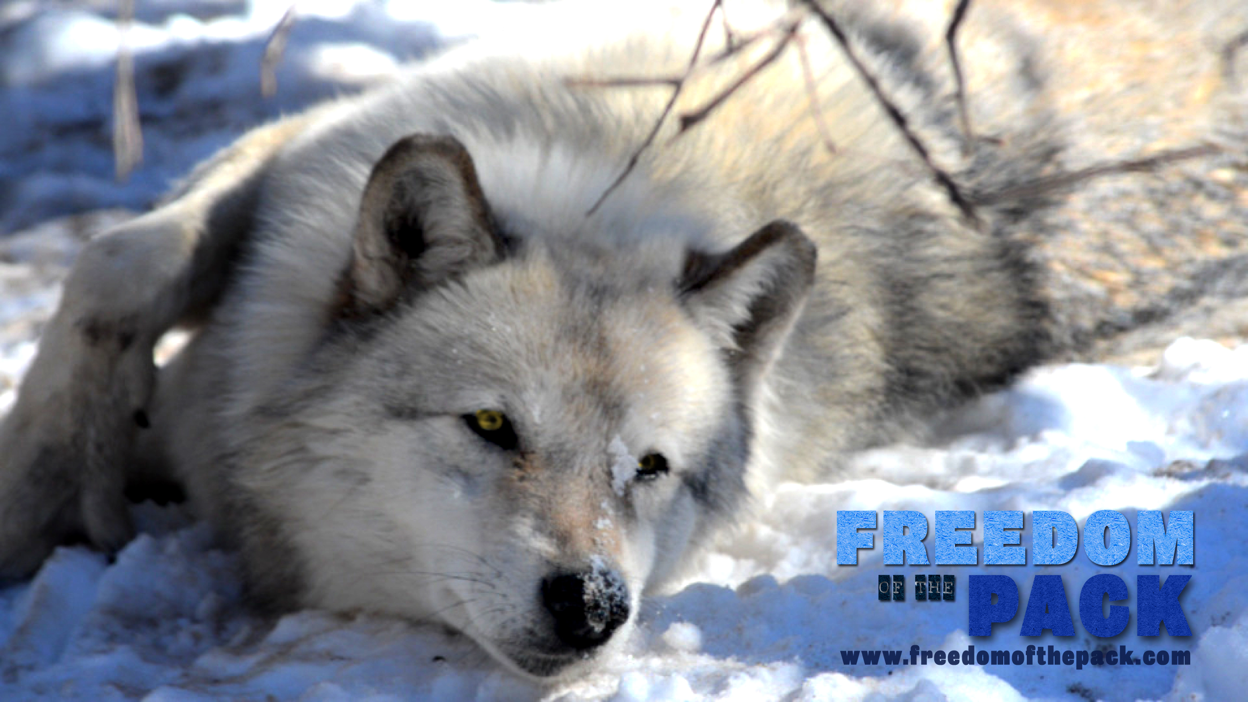 ©2015 Thomas Durant